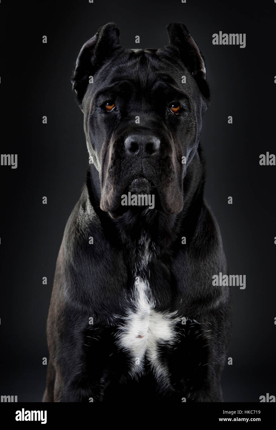 cane corso portrait Stock Photo - Alamy