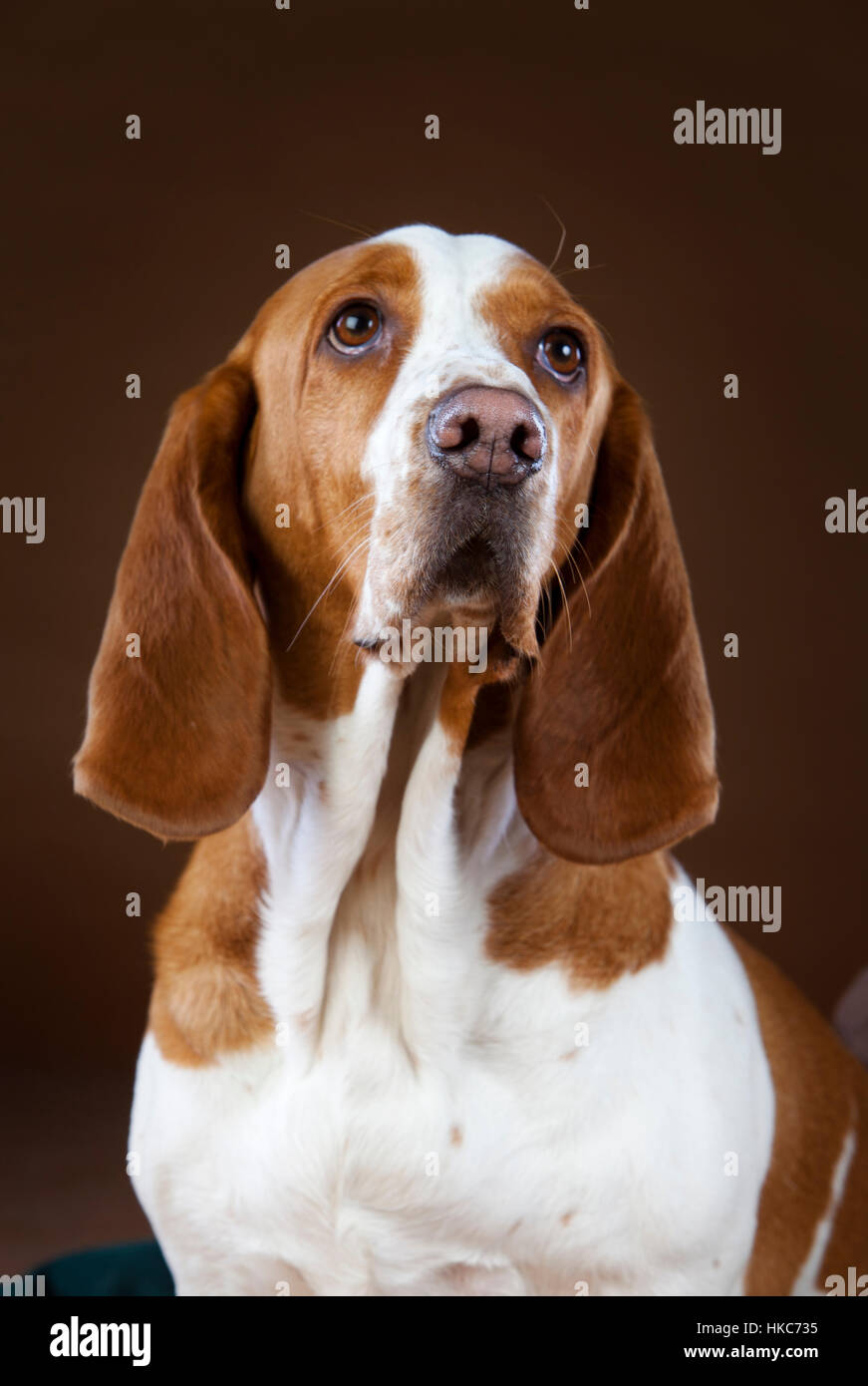 mixed basset hound dog Stock Photo