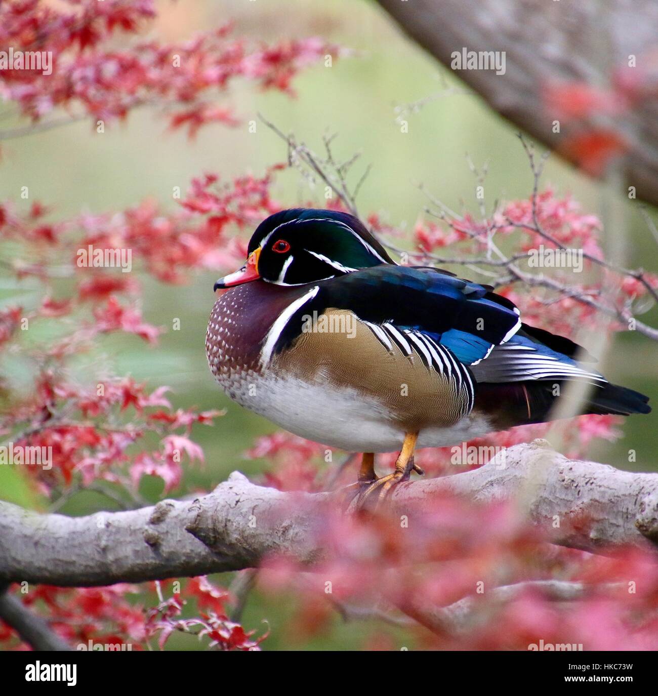 Like A Painting Stock Photo Alamy