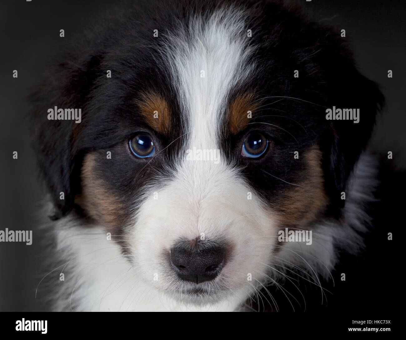 Pretty face of an australian sheeper dog Stock Photo