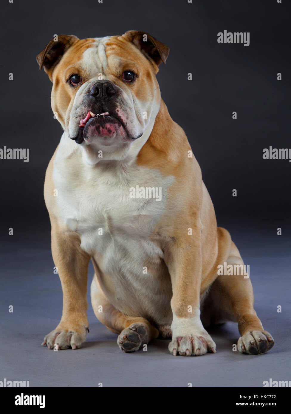 British bulldog on studio with grey background Stock Photo - Alamy