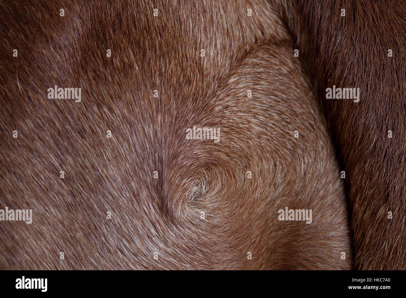 rhodesian ridgeback texture Stock Photo - Alamy