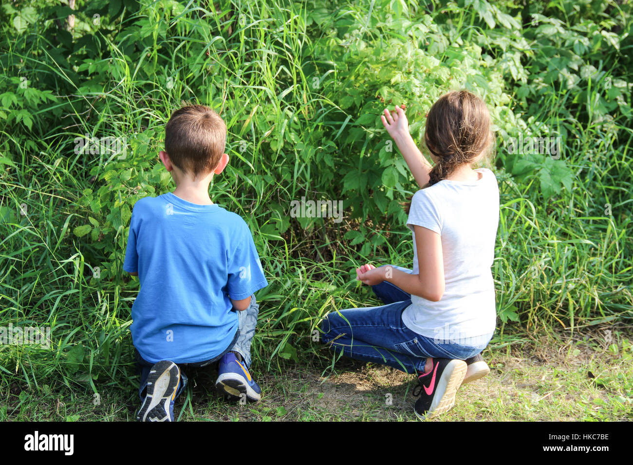 Children picking raspberries Stock Photo