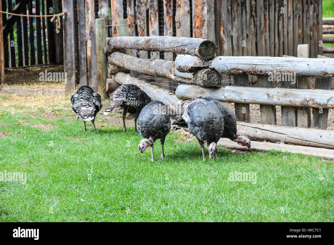 Turkeys on an old homestead Stock Photo
