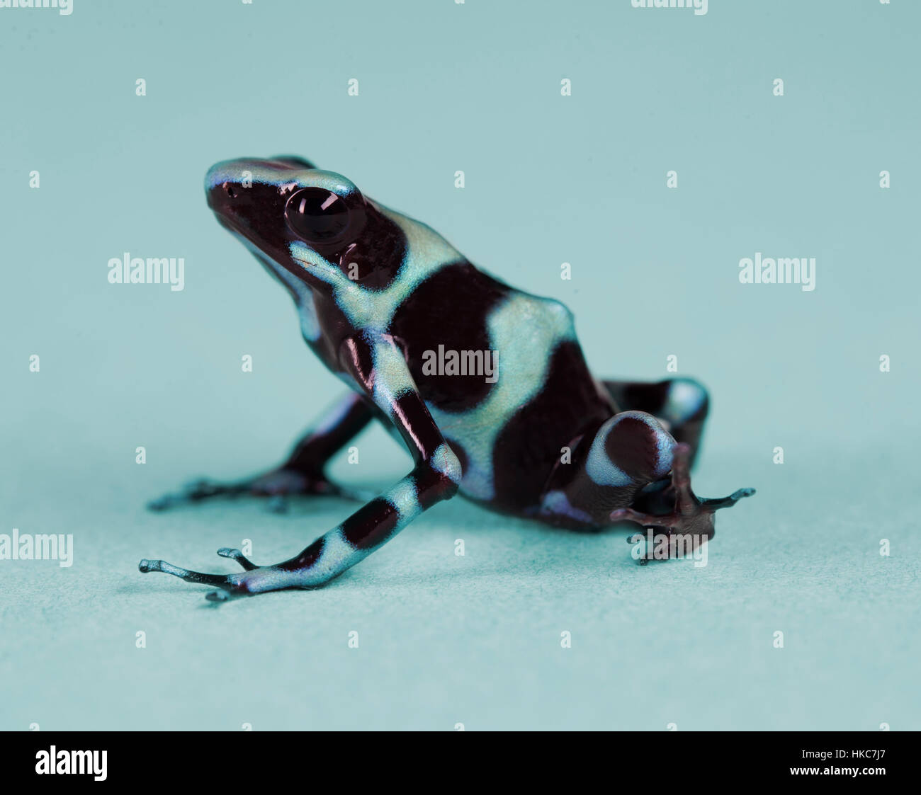 Frog Left Side Frogeyes hi-res stock photography and images - Alamy