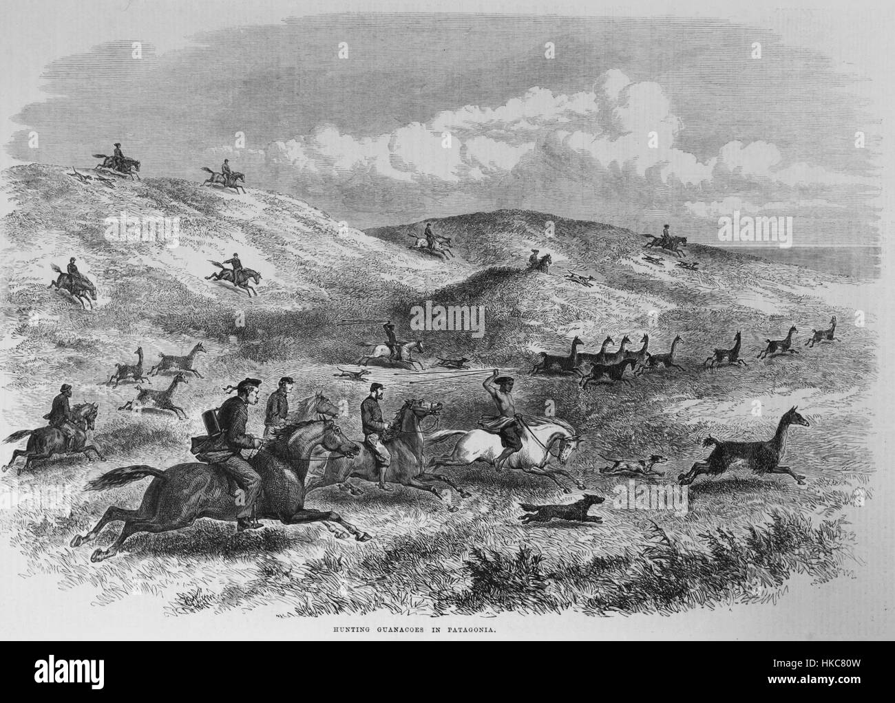 Welsh settlers from y Wladfa hunting Guanacos with the local Stock