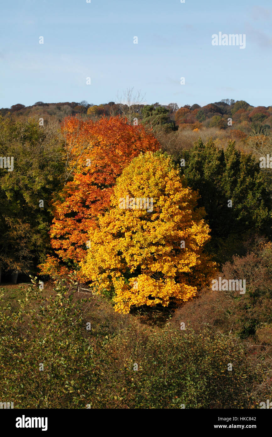 Large beech tree in autumn colours amongst a sea of green trees Stock Photo