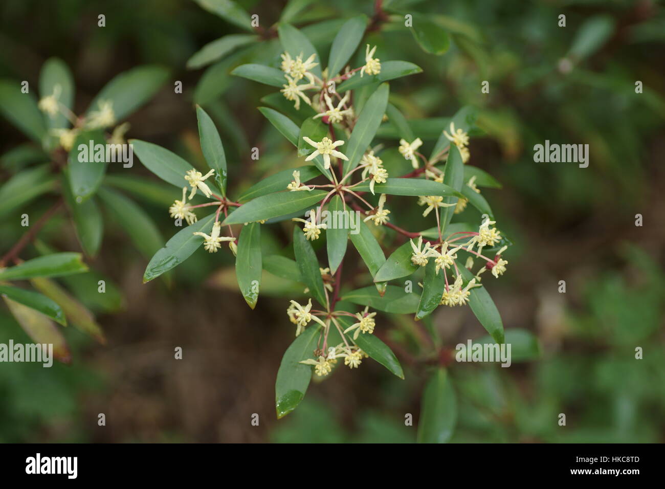 Drimys lanceolata (Mountain Pepper) at Clyne gardens, Swansea, Wales, UK. Stock Photo