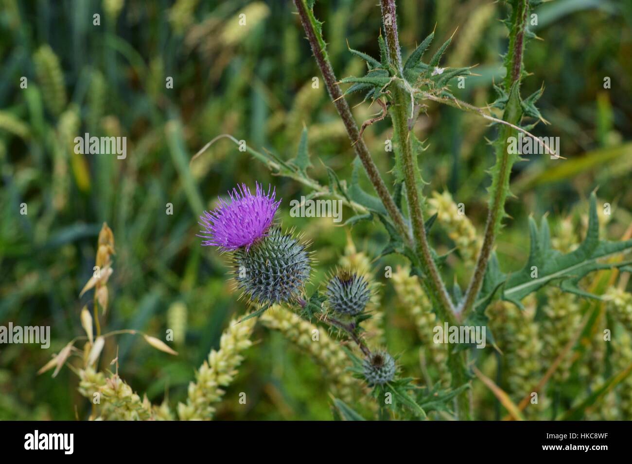 a thistle Stock Photo