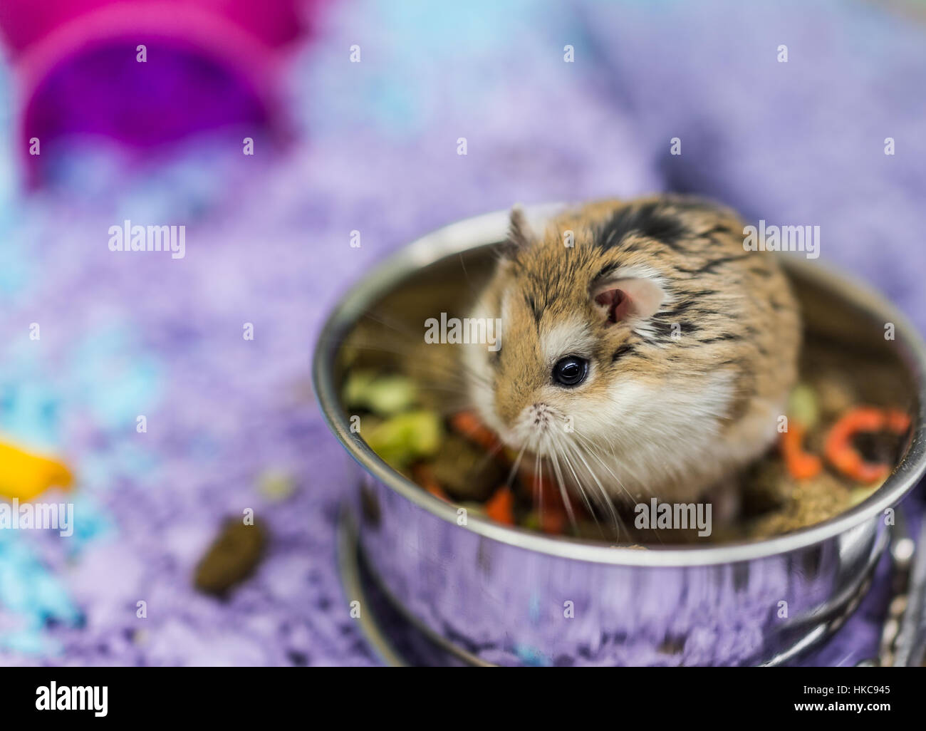 roborovski hamster treats