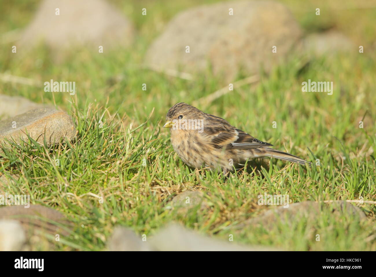 Twite (Linaria flavirostris) - a brown finch with a yellow bill feeding on the ground Stock Photo