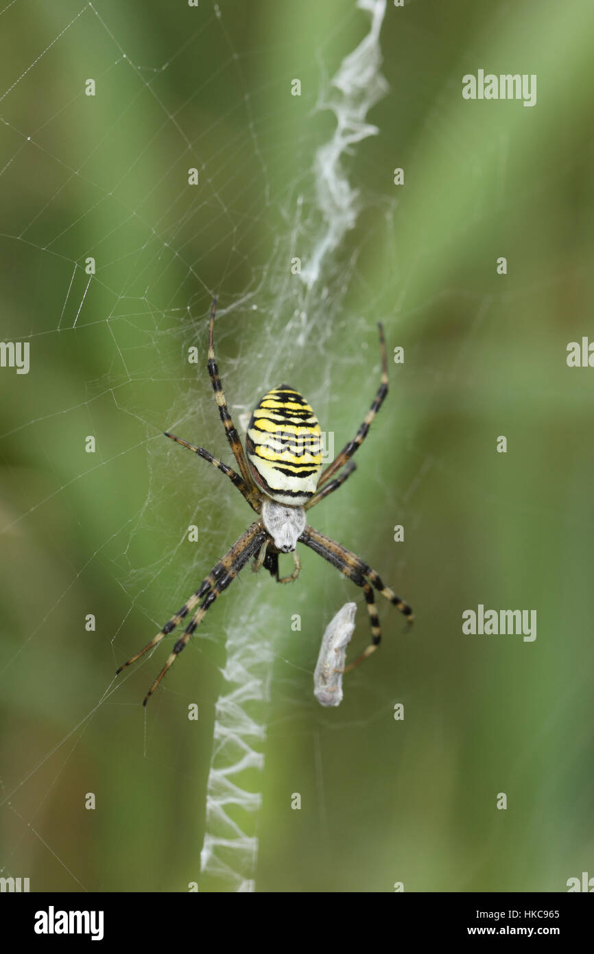 Wasp Spider (Argiope bruennichi) - a black and yellow striped spider hanging in its frizzy web Stock Photo
