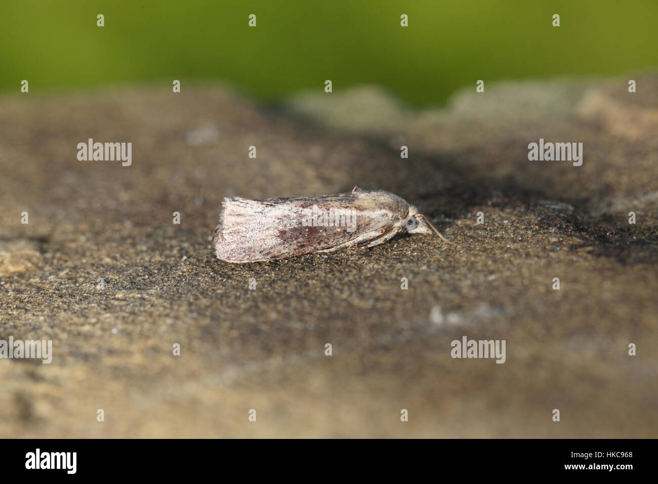 Wax Moth (Galleria mellonella) - a small moth with large, pale blue eyes, sitting on a rock in a suburban garden Stock Photo