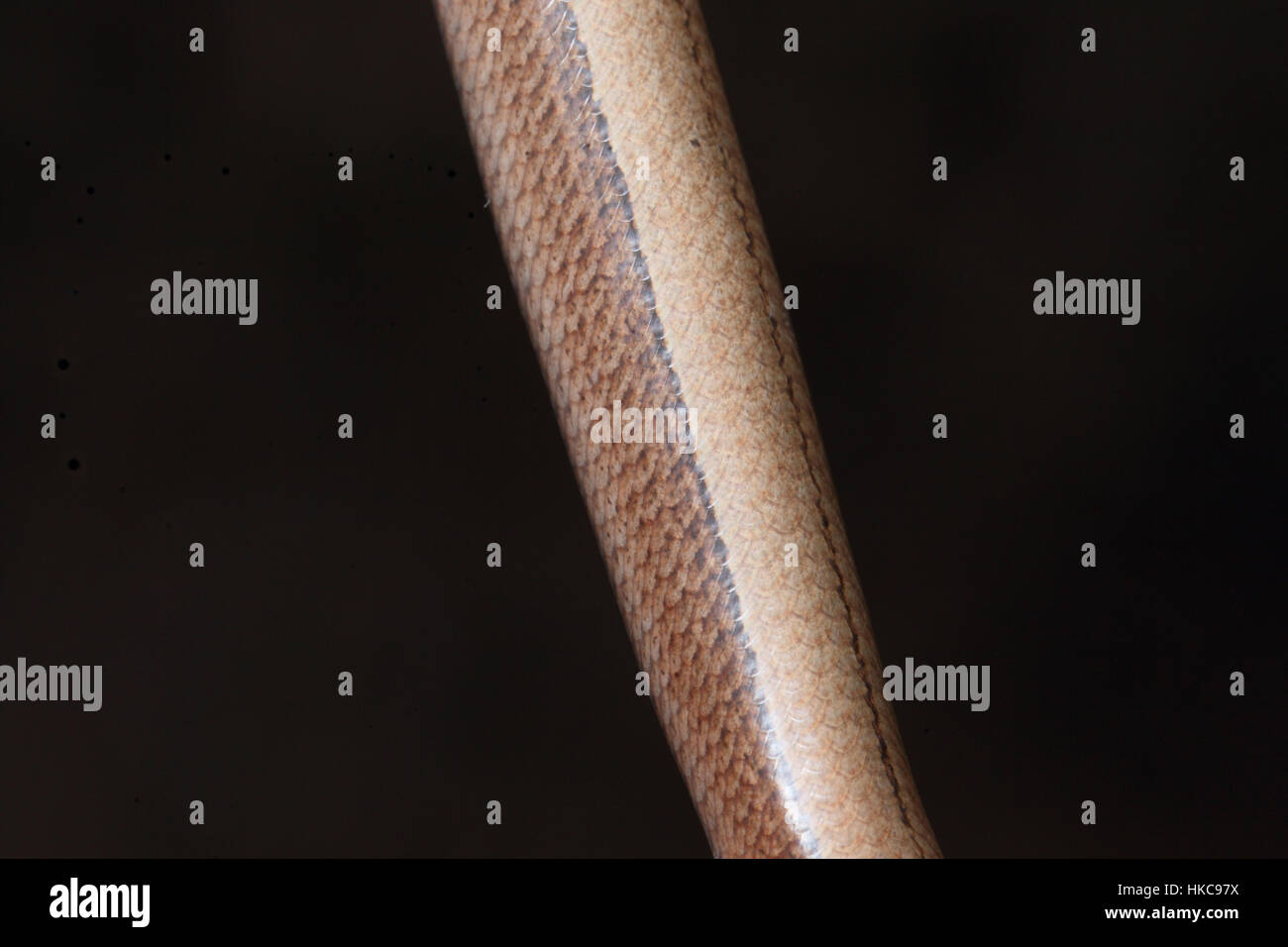 Close-up of a Slow Worm (Anguis fragilis), a common British reptile (legless lizard),  showing brown, beige and black scales Stock Photo