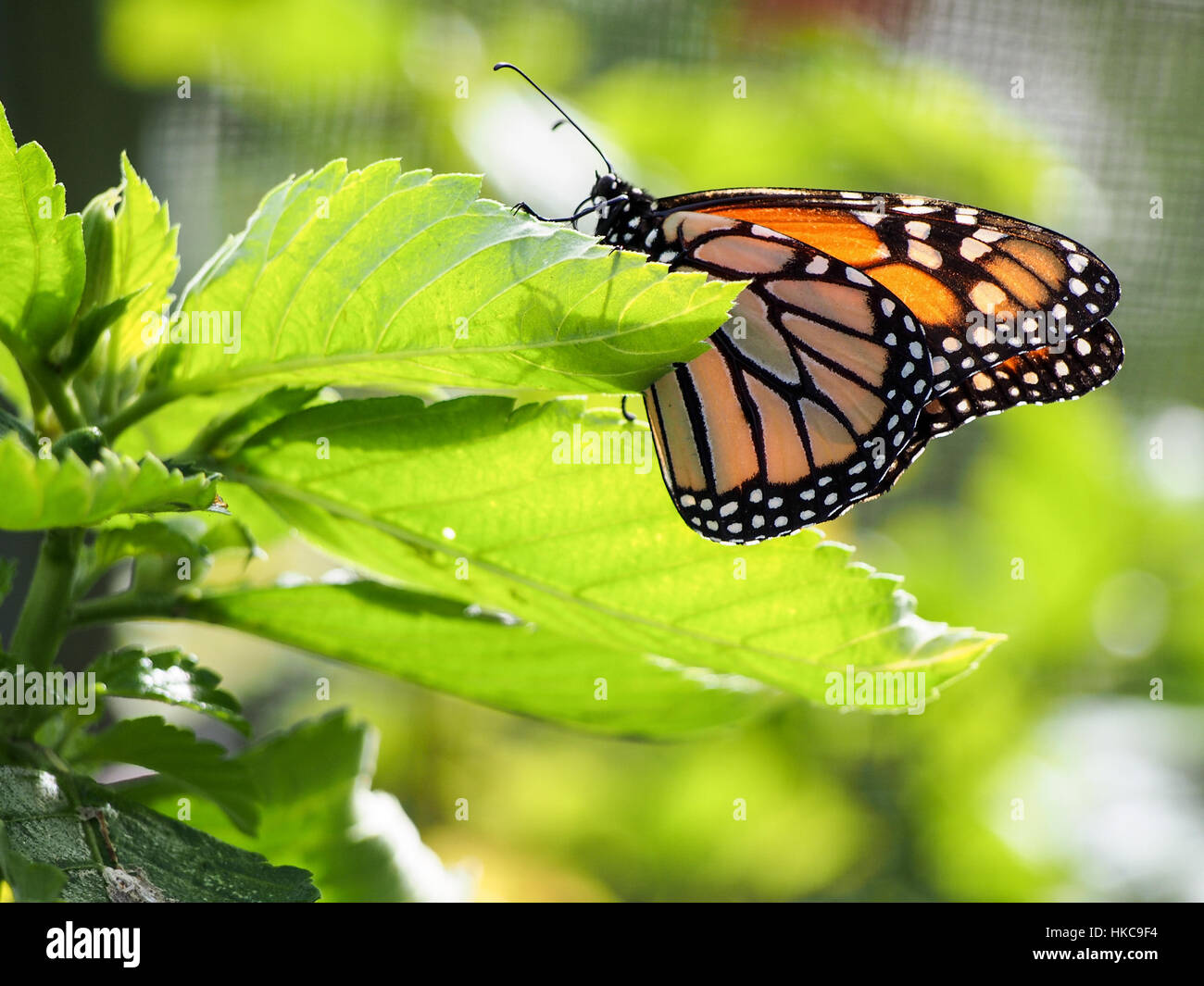 A monarch butterfly has landed on a leaf in the sunlight Stock Photo ...