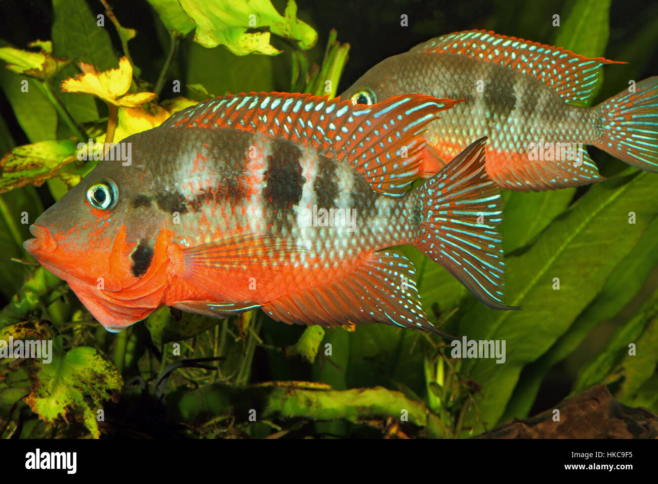 Mexican Fire Mouth (Thorichthys meeki) - male and female at courtship Stock Photo
