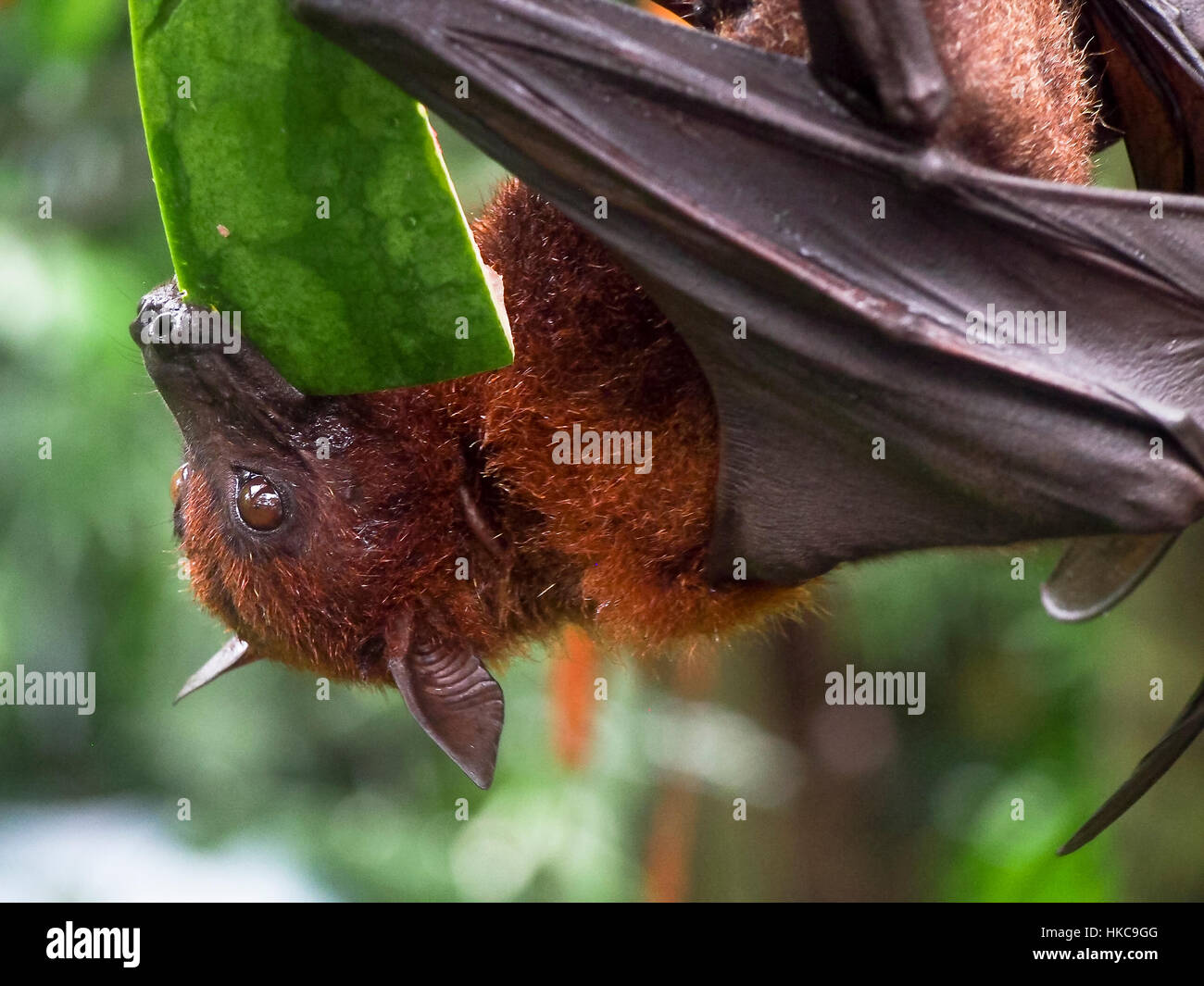 Giant fruit bat hires stock photography and images Alamy