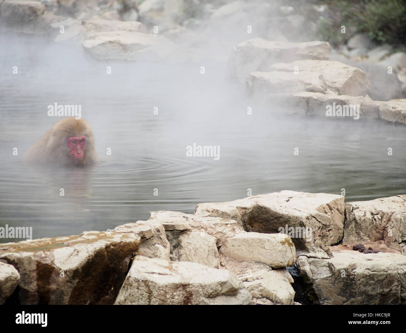 Japanese macaques in a hot spring Stock Photo Alamy