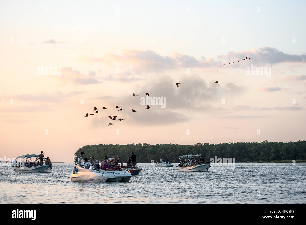 Parnaiba, Brazil - 16 JULY 2016: Tourists have a trip and bird watching scarlet ibis on the delta of Parnaiba river, northern Brazil Stock Photo
