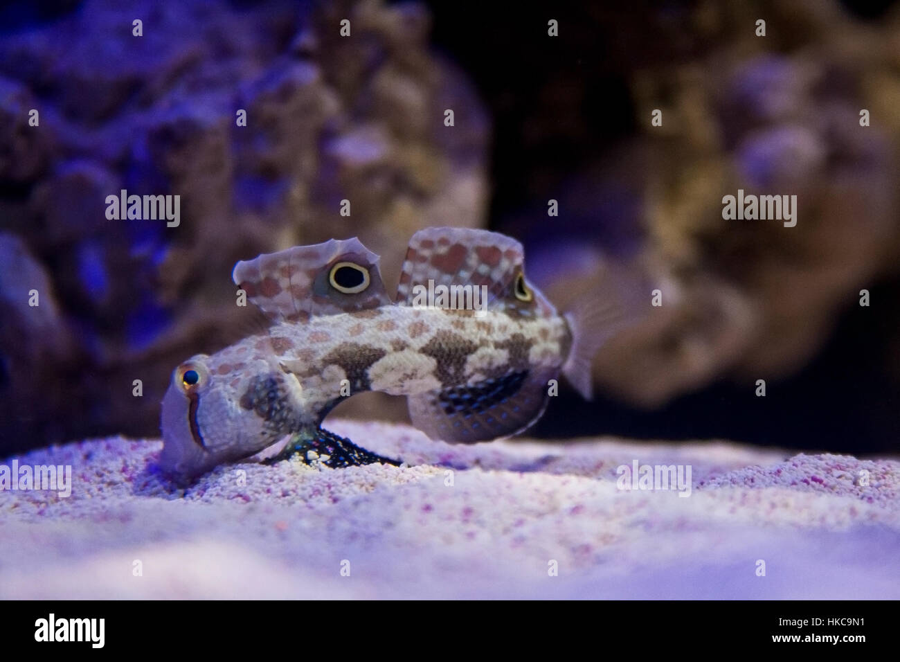 A crab-eyed goby fish feeds on the bottom of an aquarium. Stock Photo
