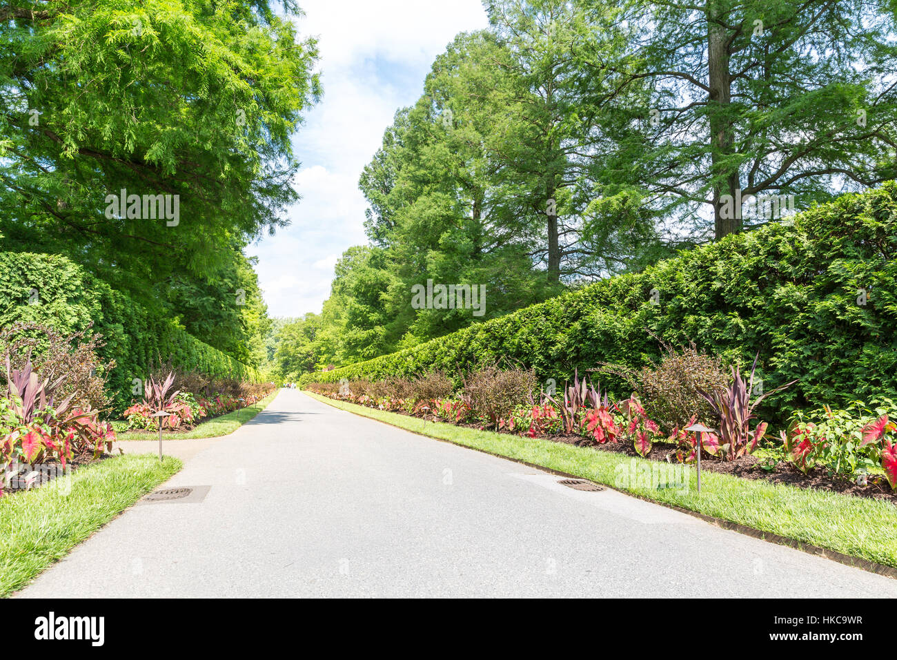 Green tree alley hi-res stock photography and images - Alamy