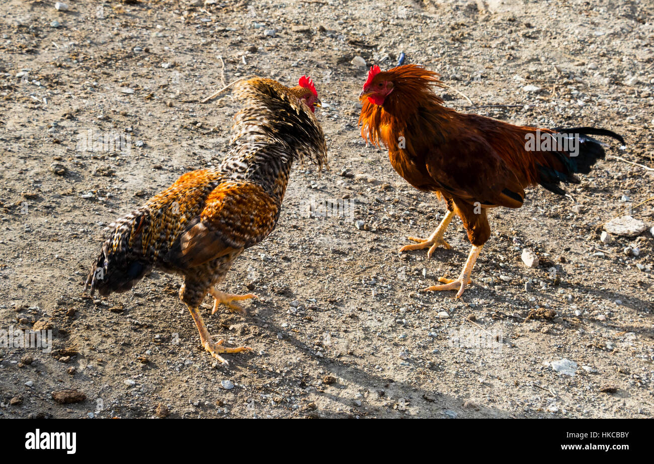 Roosters in a fight; Ghara-Kilise, West Azerbaijan, Iran Stock Photo