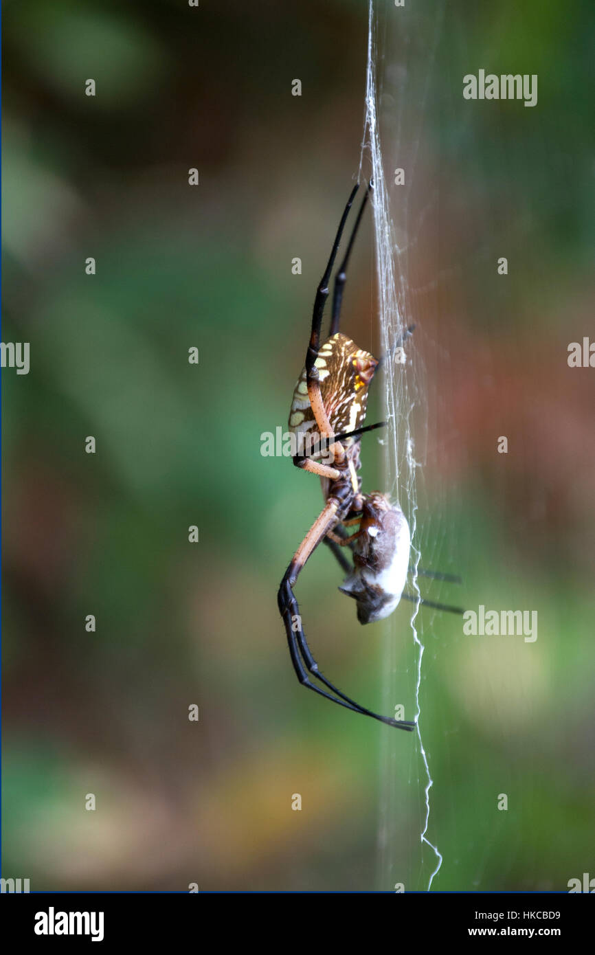 Large Garden Spider On A Web Preparing His Breakfast Stock Photo