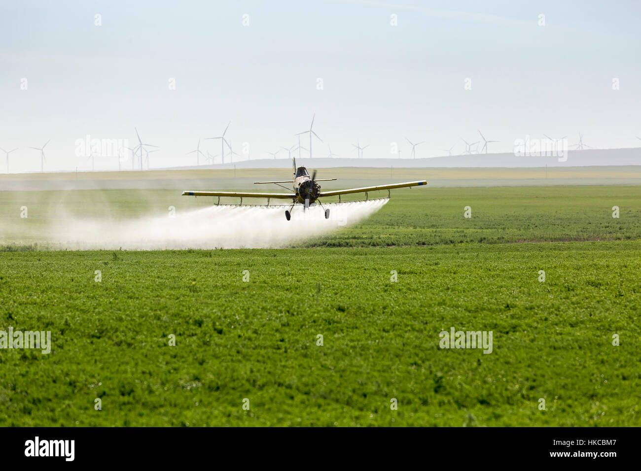 Crop duster flying and spraying over a green pea field with wind mills in the background on the