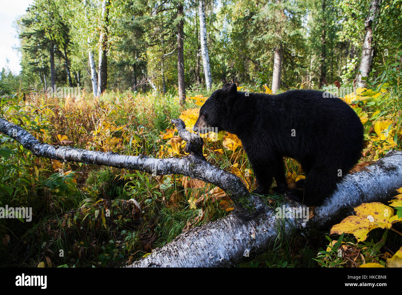 Black bear standing on a log hi-res stock photography and images - Alamy
