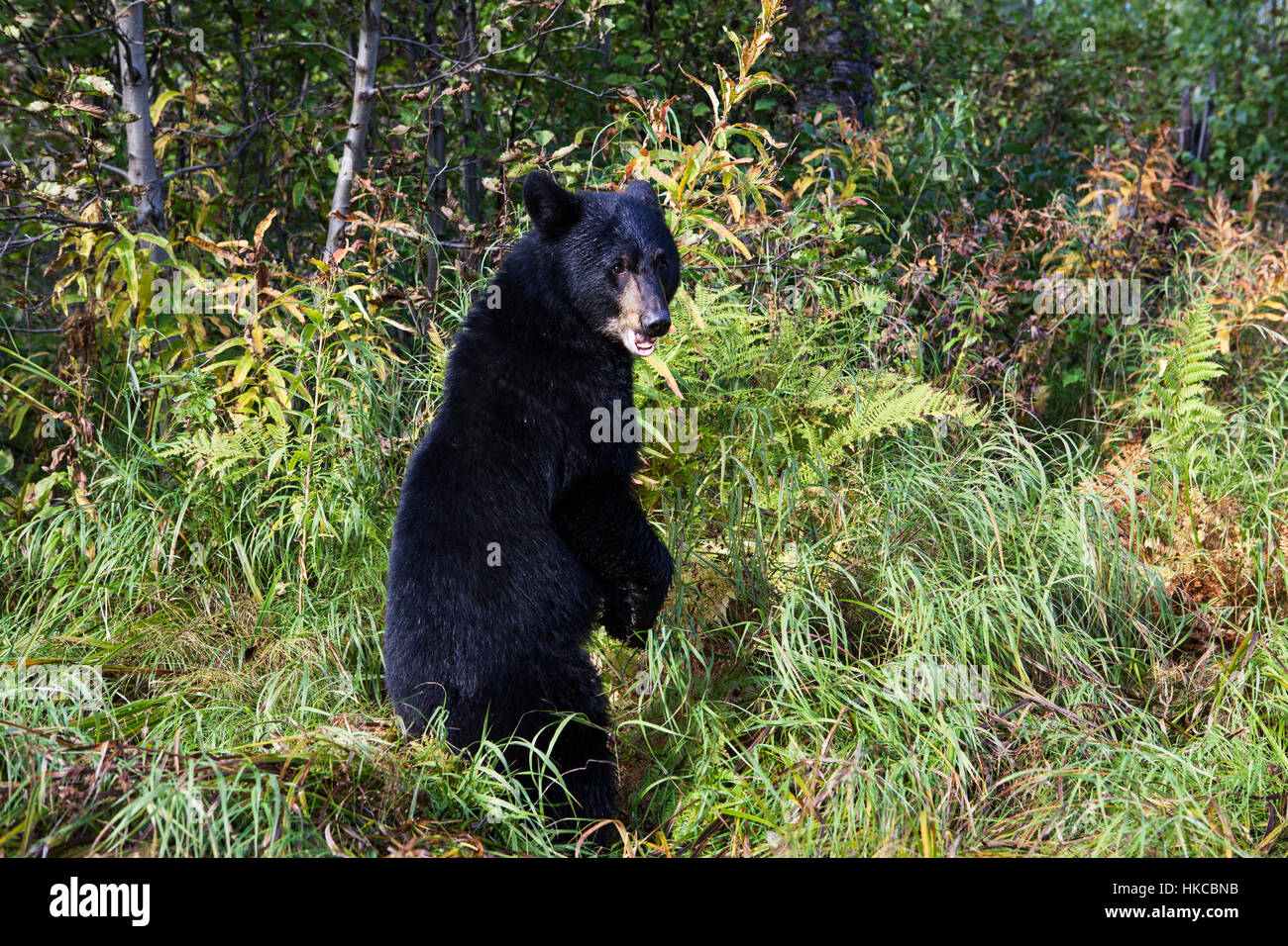 Black bear standing upright on hind feet, Southcentral Alaska, USA