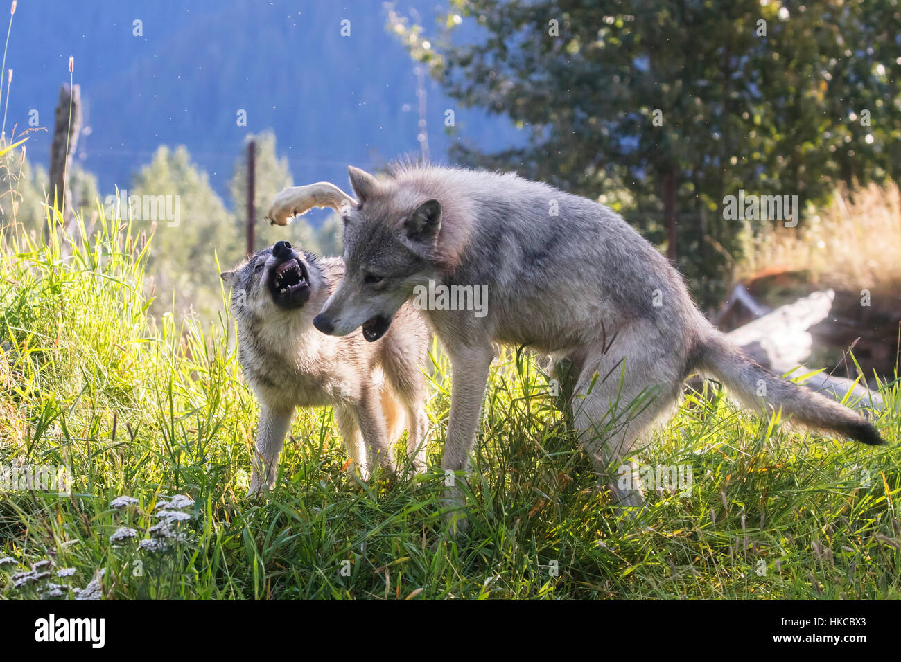 CAPTIVE: Yearling Gray wolf and younger pup play at the Alaska Wildlife Conservation Center, Southcentral Alaska, USA Stock Photo