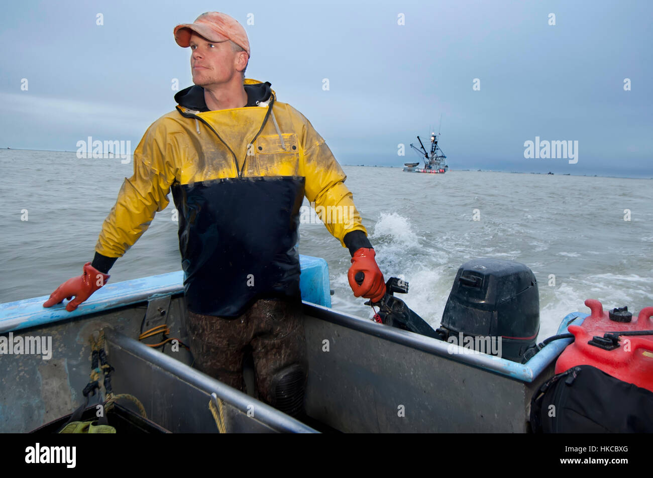 Taking the skiff from the set net site back to shore to deliver freshly-caught sockeye salmon, Naknek, Bristol Bay, Southwest Alaska, USA Stock Photo