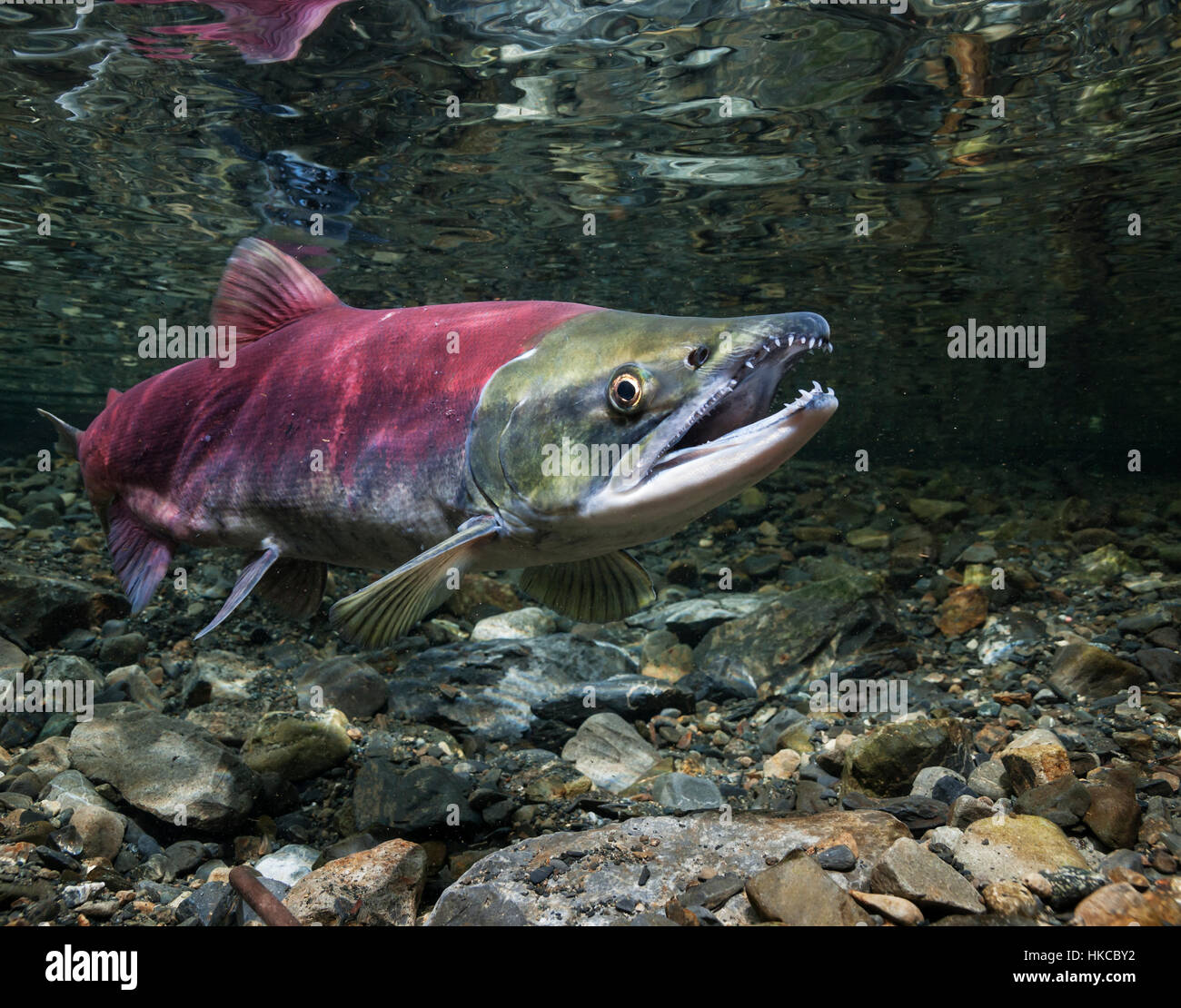 Southcentral sockeye salmon hi-res stock photography and images - Page 2 -  Alamy