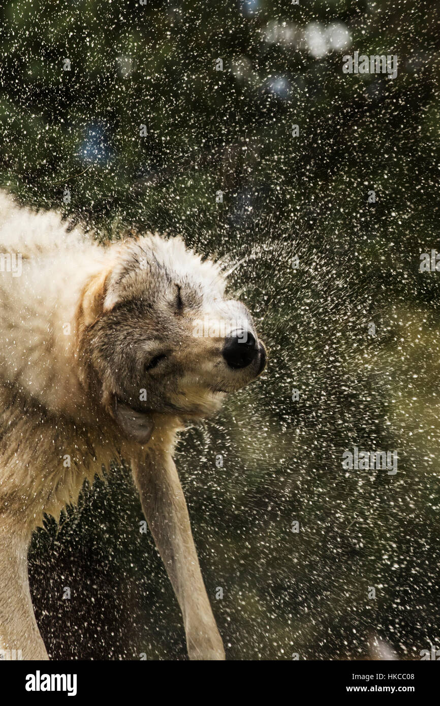Captive Female Gray Wolf Shakes Off Water Alaska Wildlife