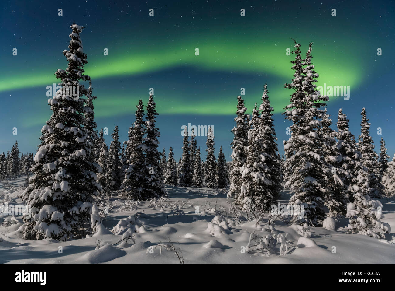 Green Aurora Borealis dances over the tops of snow covered black spruce trees, moonlight casting shadows on a clear winter night, interior Alaska Stock Photo