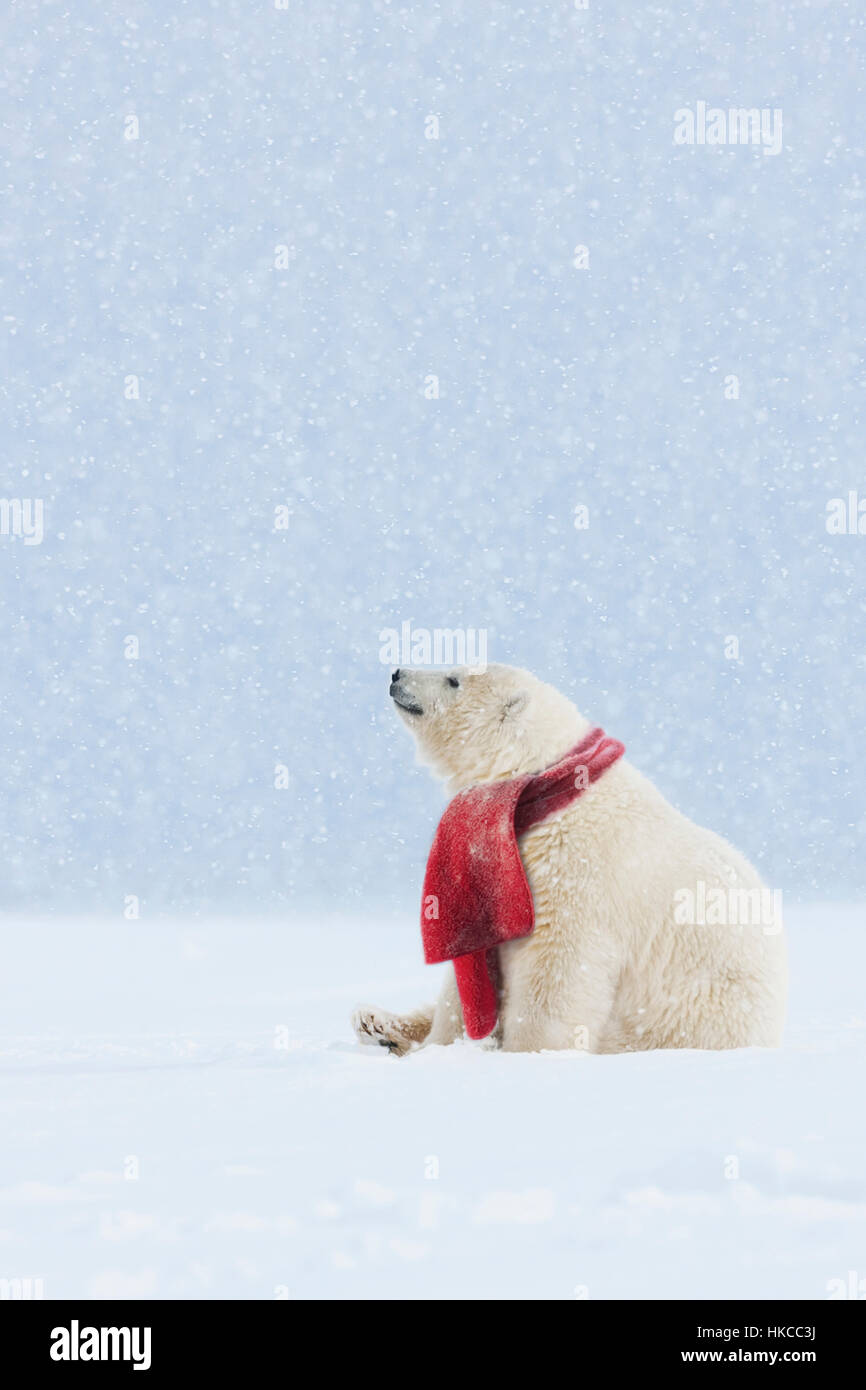 COMPOSITE: Polar Bear with red scarf sitting in a snowstorm Stock Photo ...