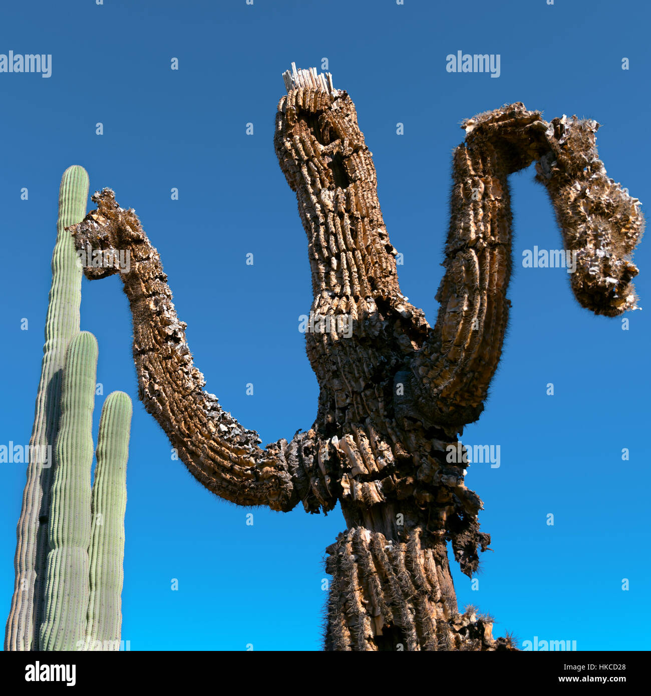 dead cactus with young cactus Stock Photo
