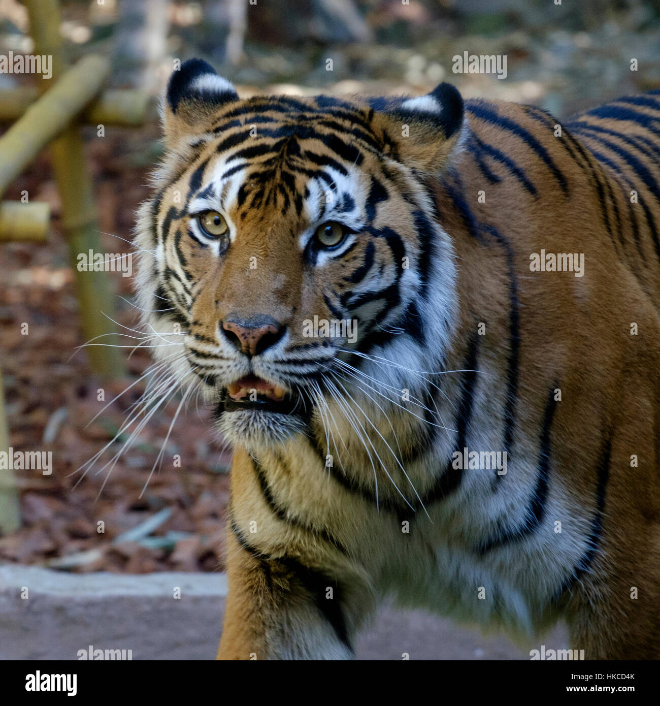 Sumatran Tiger Australia Zoo Stock Photo Alamy