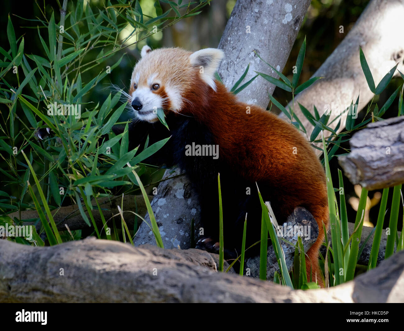 Red Panda - Australia Zoo Stock Photo - Alamy
