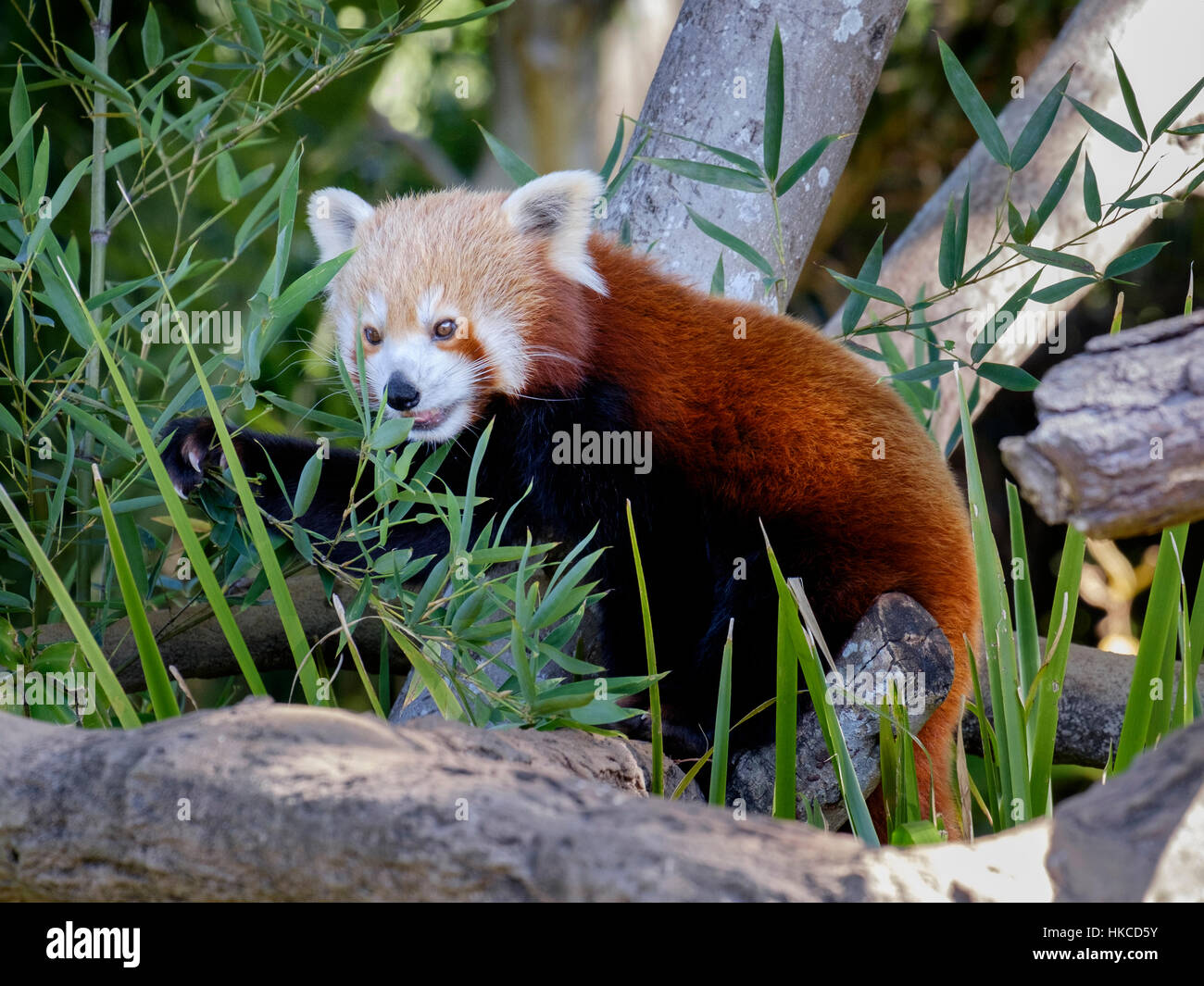 Red Panda - Australia Zoo Stock Photo - Alamy