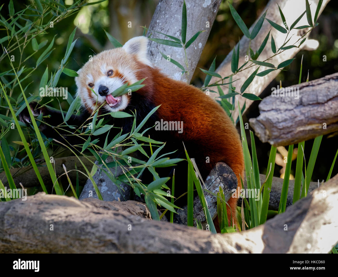 Red Panda - Australia Zoo Stock Photo - Alamy