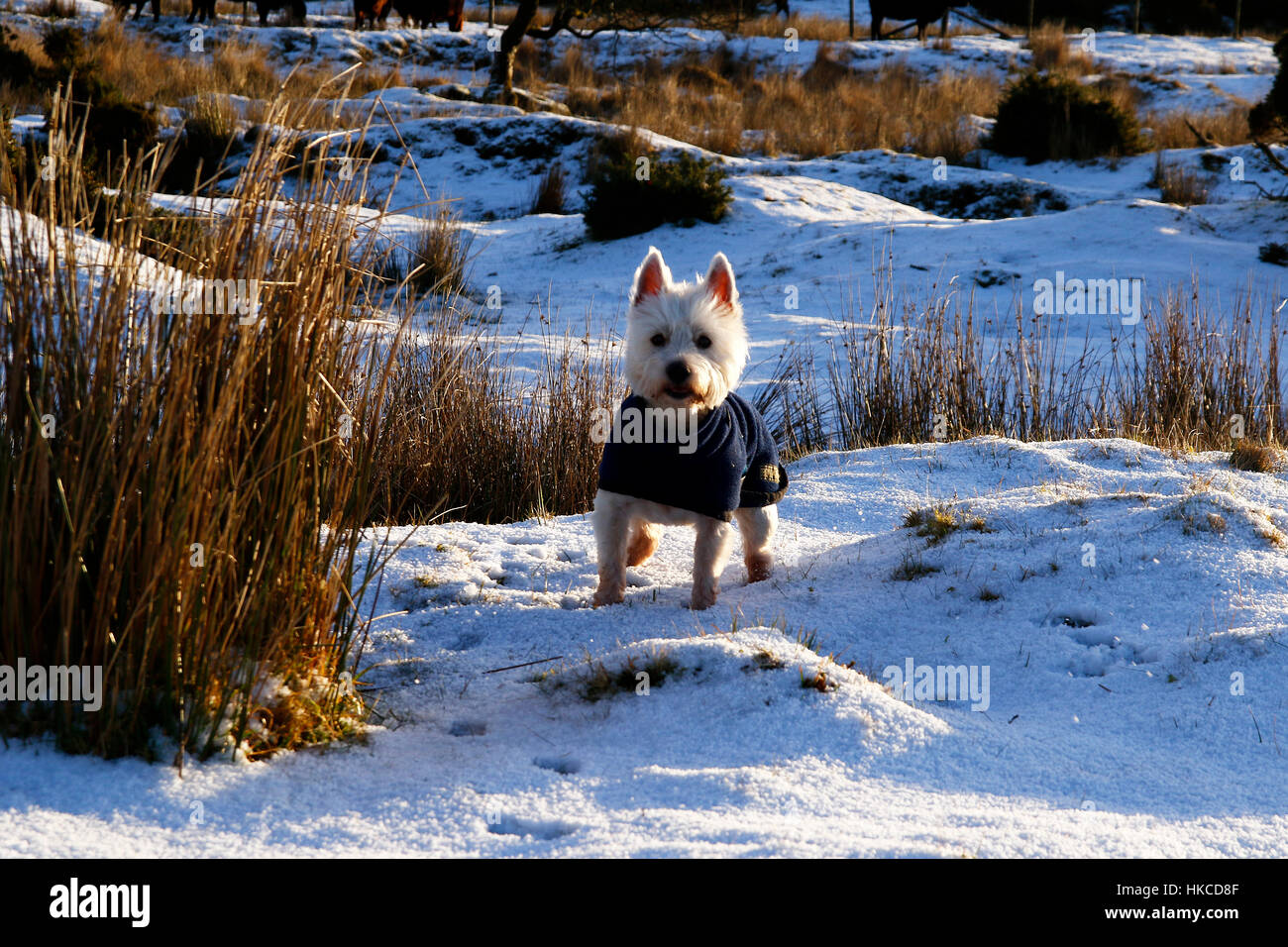 Westie dog with her little blue coat on keeping warm in the first snowfall of winter Stock Photo