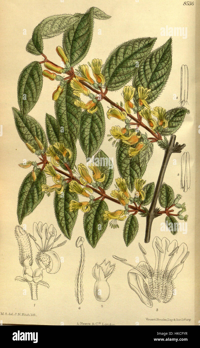 This botanical illustration depicts *Lonicera deflexicalyx*, a species ...
