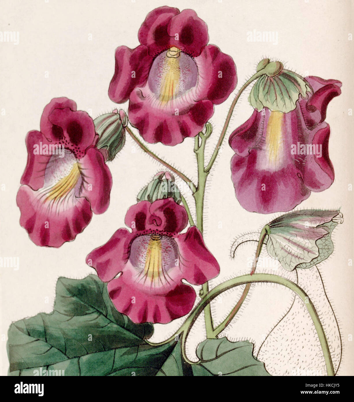 Proboscidea louisianica subsp. fragrans (Martynia fragrans) Edwards's Bot. Reg. 26. 85. 1840 cropped Stock Photo