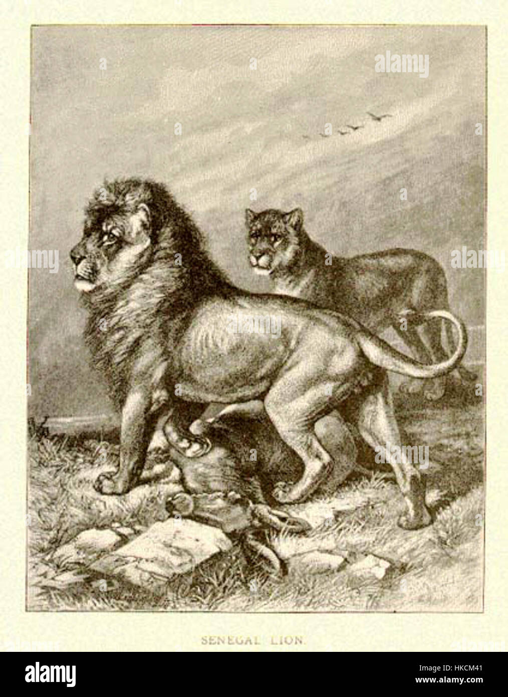 Lion Visual This 1898 black-and-white artwork titled 'Senegal Lion' depicts a lion ...