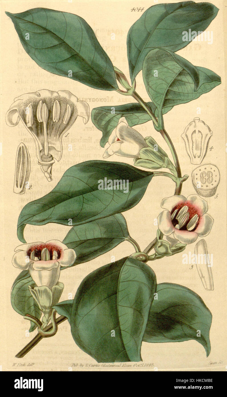 Sherbournia calycina Bot. Mag. 69. 4044. 1942 Stock Photo