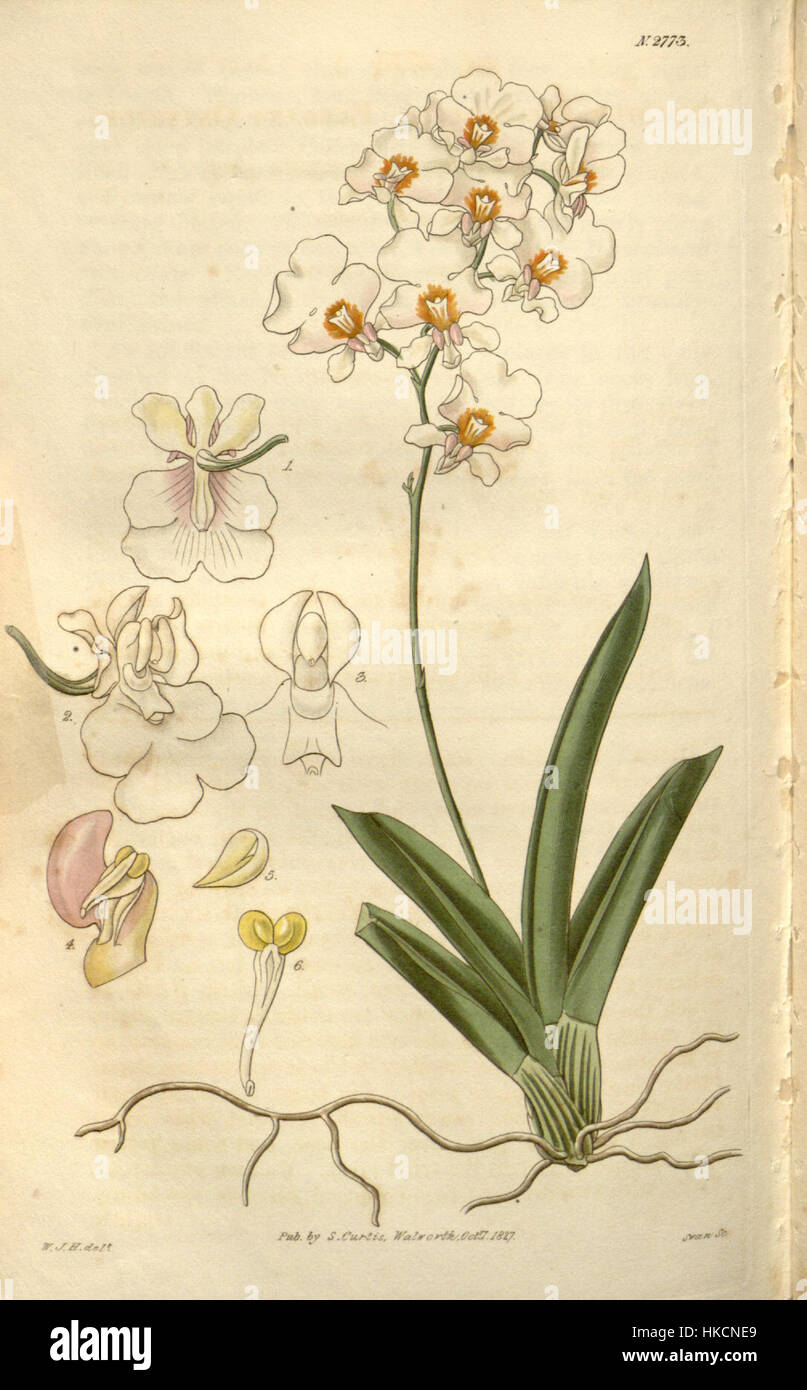 Tolumnia pulchella (as Oncidium pulchellum)   Curtis' 54 (N.S. 1) pl. 2773 (1827) Stock Photo