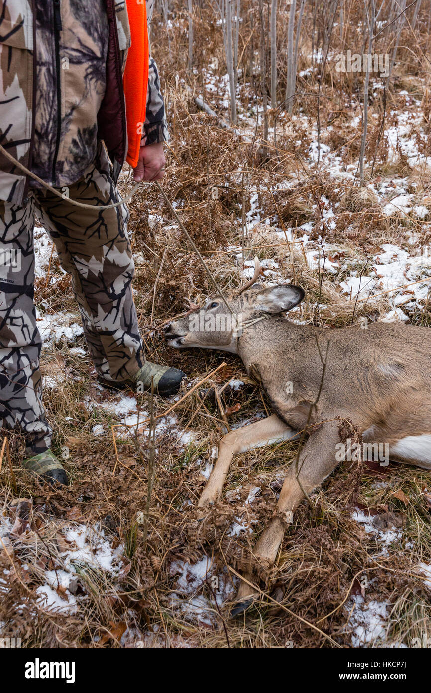 Preparing to field dress a Wisconsin whitetailed buck Stock Photo Alamy