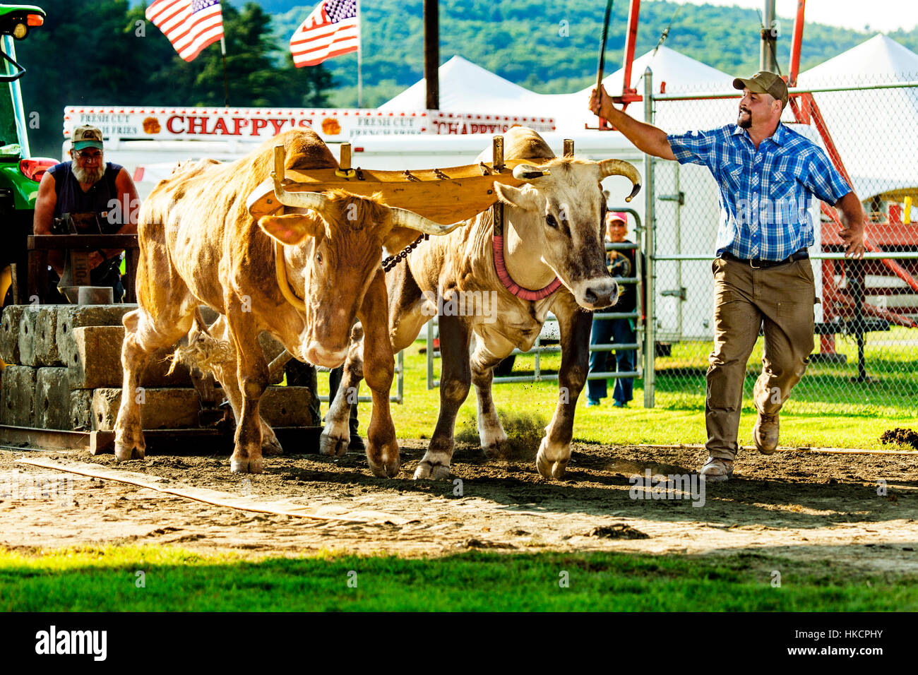 Draught oxen team pulling contest at the 2014 Connecticut Vally Fair at the fairgrounds in Bradford, Vermont, USA. Stock Photo