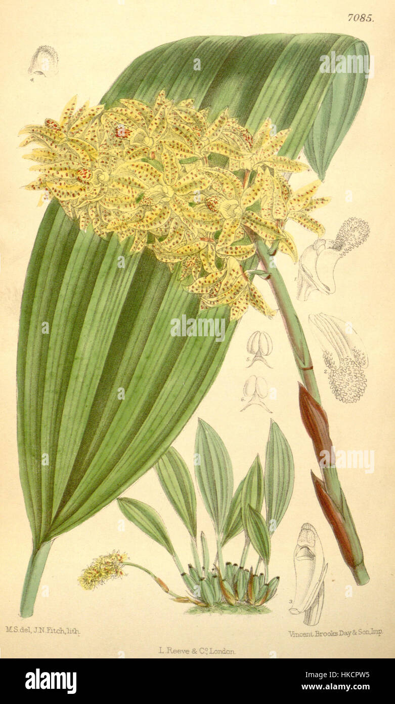 Xylobium leontoglossum   Curtis' 115 (Ser. 3 no. 45) pl 7085 (1889) Stock Photo